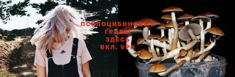 гидра сайт  цены наркотик  Александров  Галлюциногенные грибы Psilocybine cubensis 